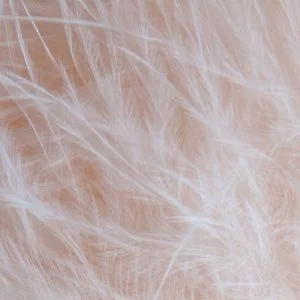 Feather Trim